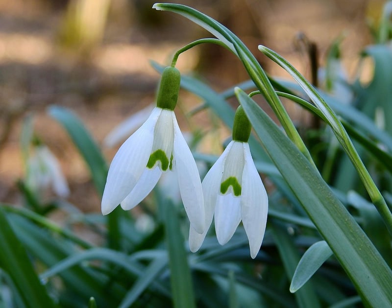 Spring Delicacies